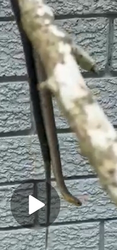 Marsh Snake sighting