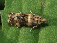 Phiaris micana