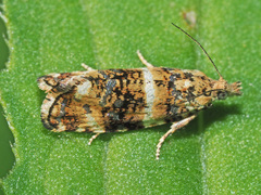 Phiaris micana
