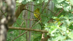 Crithagra citrinelloides