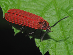Lopheros rubens