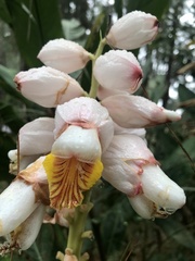 Alpinia zerumbet