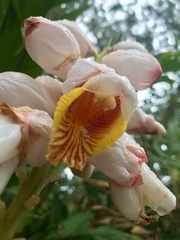 Alpinia zerumbet