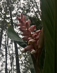 Alpinia zerumbet