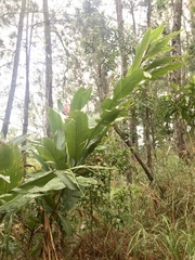 Alpinia zerumbet