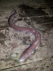 Conger verreauxi