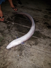Conger verreauxi