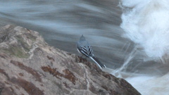 Motacilla clara