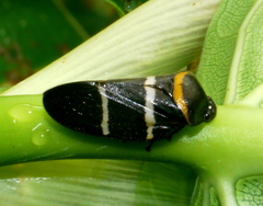 Cosmoscarta