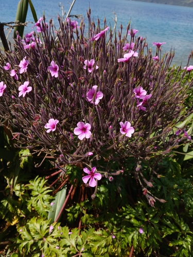 Giant Herb-Robert (Geranium maderense)