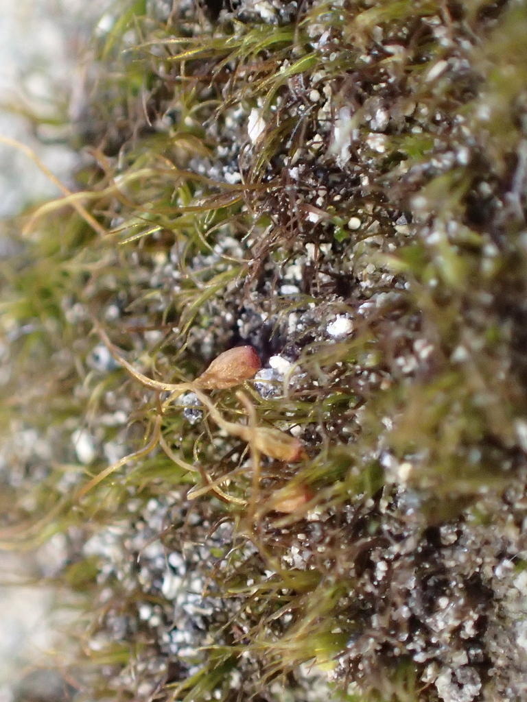 Seligeria diminuta