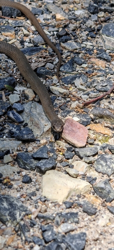 White-lipped Snake sighting