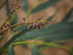 Berberis levis