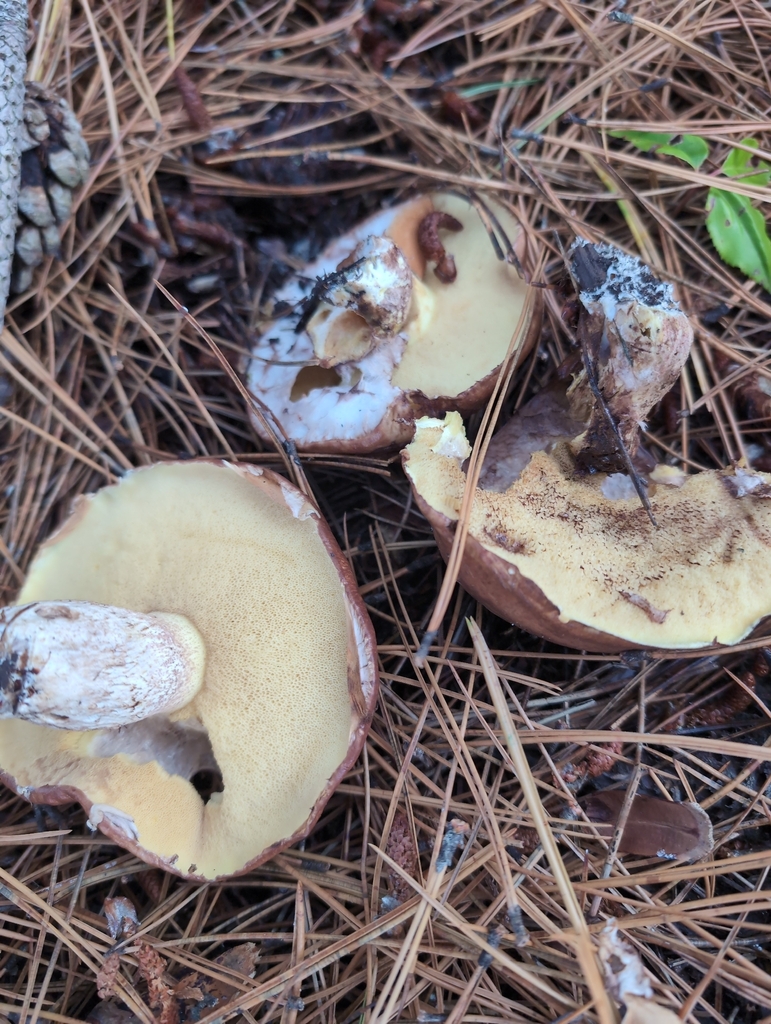 Suillus luteus · October 2025 · photo: © kem_luther (iNaturalist, cc-by-sa)