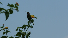 Chalcomitra senegalensis