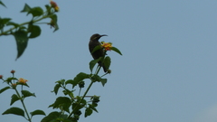 Chalcomitra senegalensis