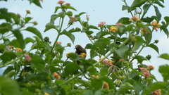 Chalcomitra senegalensis