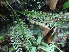 Asplenium prolongatum