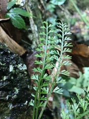 Asplenium prolongatum