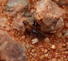 Gnaphosidae