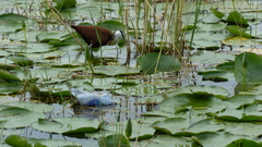 Actophilornis africanus