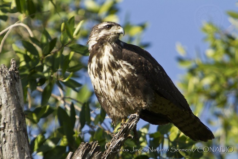 Great Black Hawk - North American Birds - Birds of North America