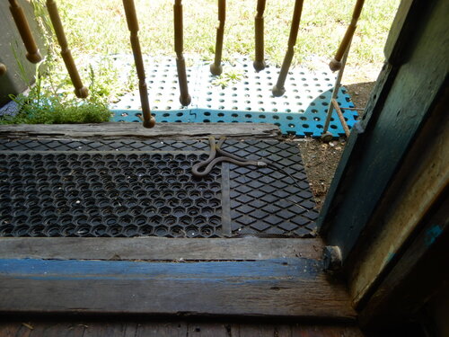 Pale-headed Snake sighting