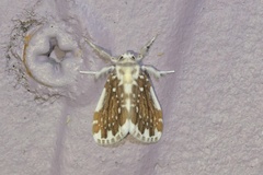 Pseudoadites frigida