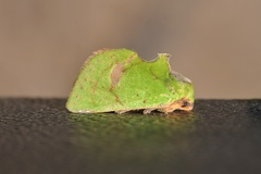 Paracyphanta kurokoi