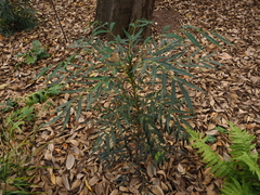 Berberis levis