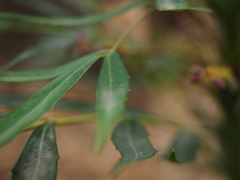 Berberis levis