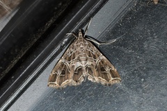 Paracymoriza vagalis