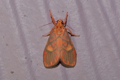 Ammatho cuneonotatus