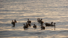 Alopochen aegyptiaca