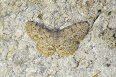 Dischidesia