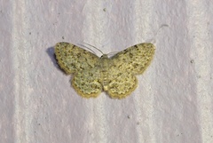 Ophthalmitis