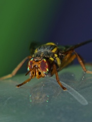 Bactrocera bryoniae