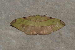Hypochrosis hyadaria
