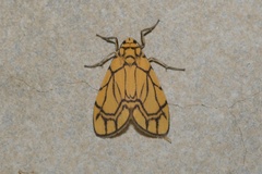 Cyme euprepioides