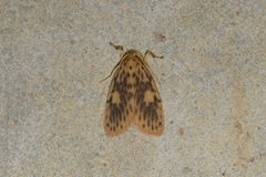 Miltochrista obsoleta