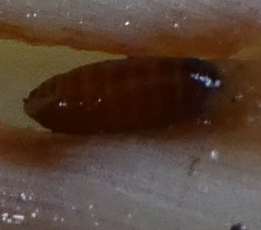 Phytomyza gymnostoma