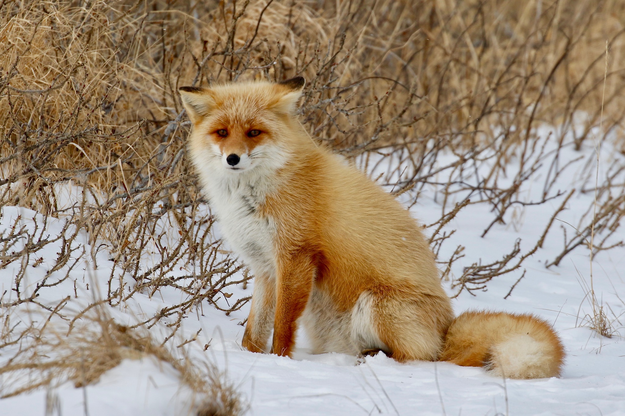 Ezo red fox