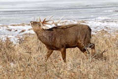 Cervus nippon yesoensis