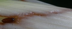 Phytomyza gymnostoma