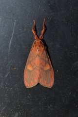 Ammatho cuneonotatus