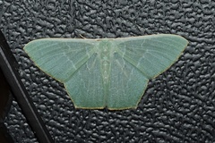 Pelagodes antiquadraria