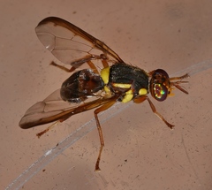 Bactrocera bryoniae