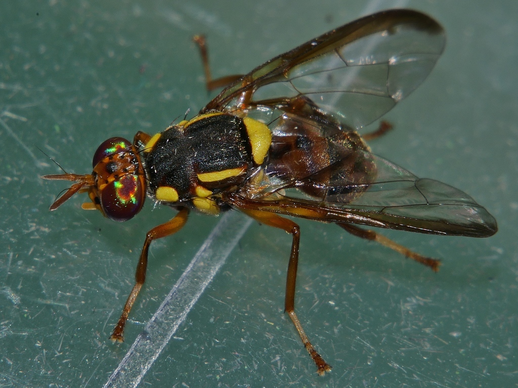 Bactrocera bryoniae