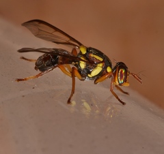 Bactrocera bryoniae