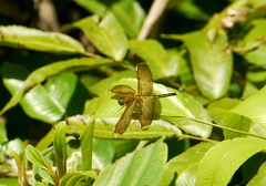 Neurothemis manadensis